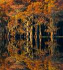 Bald cypress trees reflecting autumn colors in southern swamp, Caddo Lake, Texas. Art Print